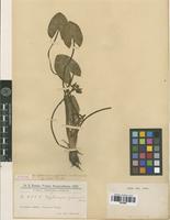 Syntype of Lophiocarpus guyanensis (Kunth) Micheli f. minor Chodat [family ALISMATACEAE]