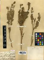 Type of Lavandula santolinifolia Spach [family LAMIACEAE]