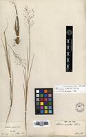 Type? of Panicum rupestre Trin. [family POACEAE]
