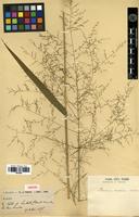 Isosyntype of Panicum amoenum Balansa [family POACEAE]