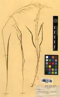 Isotype of Panicum parcum Hitchc. & Chase [family POACEAE]