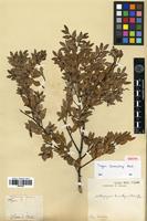 Isotype of Nothofagus dombeyi (Mirb.) Oerst. [family FAGACEAE]