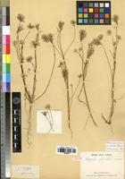 Isotype of Lagrezia paniculata Cavaco [family AMARANTHACEAE]