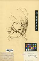 Syntype of Lagrezia minutiflora Schinz [family AMARANTHACEAE]