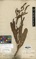 Syntype of Rumex steudelii Hochst. ex A. Rich. [family POLYGONACEAE]