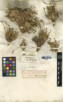 Syntype of Ferulopsis hystrix (Bunge) Pimenov [family APIACEAE]
