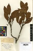 Type of Quercus petelotii A.Camus [family FAGACEAE]