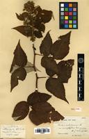 Holotype of Rubus sachalinensis H. Lév. var. macrophyllus Cardot [family ROSACEAE]