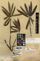 Syntype of Ficus stenophylla Hemsl. [family MORACEAE]