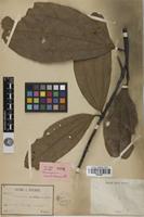 Holotype of Cinnamomum cambodianum Lecomte [family LAURACEAE]