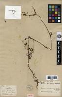 Isotype of Daucus montanus Humb. & Bonpl. ex Schult. [family APIACEAE]