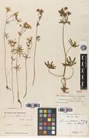 Isolectotype of Geranium tuberosum L. var. transversale Kar. & Kir. [family GERANIACEAE]