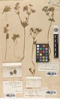 Syntype of Geranium tuberosum L. var. genuinum Boiss. [family GERANIACEAE]