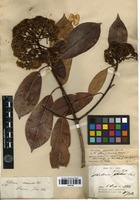 Type of Photinia glabra (Thunb.) Maxim. var. chinensis Maxim. [family ROSACEAE]