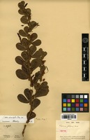 Type of Cassia filipes Benth. [family FABACEAE]