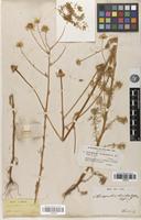 Syntype of Chamaemelum conoclinium Boiss. [family ASTERACEAE]
