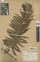 Type of Alsophila pustulosa Christ [family PTERIDOPHYTA]