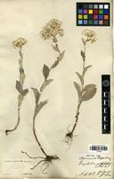 Filed as Anaphalis triplinervis (Sims) C.B. Clarke [family ASTERACEAE]