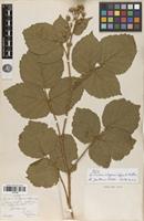Type of Rubus setigerus Lefèvre & P.J.Müll. [family ROSACEAE]