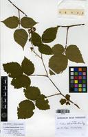 Isotype of Rubus delicatulus N.Boul. [family ROSACEAE]