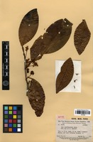 Isotype of Inga leptingoides Amshoff [family FABACEAE]