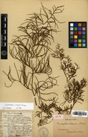Isotype of Ceratopteris richardii Brongn. [family PTERIDOPHYTA]