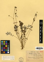 Isotype of Potentilla poterioides Franch. var. cuneata Cardot [family ROSACEAE]