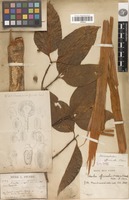 Syntype of Sarcocephalus officinalis Pierre ex Pit. [family RUBIACEAE]