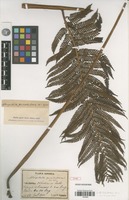 Type of Alsophila pustulosa Christ [family PTERIDOPHYTA]