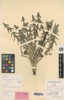 Type of Taraxacum remanentilobum Soest [family ASTERACEAE]