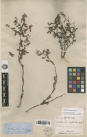 Isosyntype of Calliandra conferta Benth. [family FABACEAE]