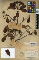 Holotype of Photinia harmandii Cardot [family ROSACEAE]