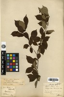 Syntype of Pourthiaea oldhamii Decne. [family ROSACEAE]