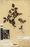 Type of Photinia subumbellata Rehder & E.H.Wilson var. villosa Cardot [family ROSACEAE]
