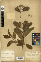 Type of Photinia benthamiana Hance [family ROSACEAE]