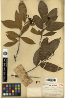 Isotype of Photinia calleryana (Decne.) Cardot var. laosensis Cardot [family ROSACEAE]