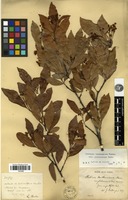 Type? of Photinia benthamiana Hance var. glabrescens Cardot [family ROSACEAE]