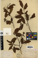 Type of Photinia brevipetiolata Cardot [family ROSACEAE]
