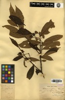 Syntype of Photinia amphidoxa (C.K.Schneid.) Rehder & E.H.Wilson var. stylosa Cardot [family ROSACEAE]