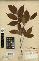 Type of Pourthiaea hookeri Decne. [family ROSACEAE]