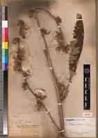 Isotype of Vernonia frondosa Oliv. & Hiern [family ASTERACEAE]