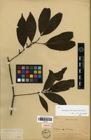 Type? of Randia henryi E. Pritz. [family RUBIACEAE]