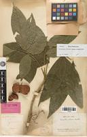 Isotype of Harpullia condorensis Pierre [family SAPINDACEAE]