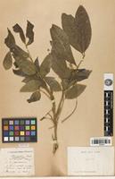 Isotype of Streptostigma viridiflora Thwaites [family SAPINDACEAE]