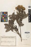 Syntype of Boniodendron parviflorum (Lecomte) Gagnep. [family SAPINDACEAE]