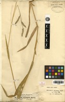 Type of Brachiaria brizantha (Hochst. ex A.Rich.) Stapf [family POACEAE]
