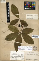 Neotype of Bombacopsis glabra (Pasquale) A.Robyns [family MALVACEAE]