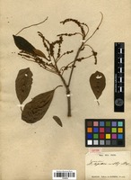 Isotype of Terminalia mollis M.A.Lawson [family COMBRETACEAE]