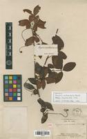Syntype of Serjania acutidentata Radlk. [family SAPINDACEAE]
