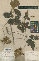 Syntype of Serjania crassifolia Radlk. [family SAPINDACEAE]